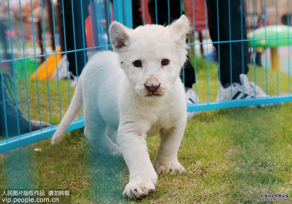 江苏首次人工育幼非洲白狮正式亮相