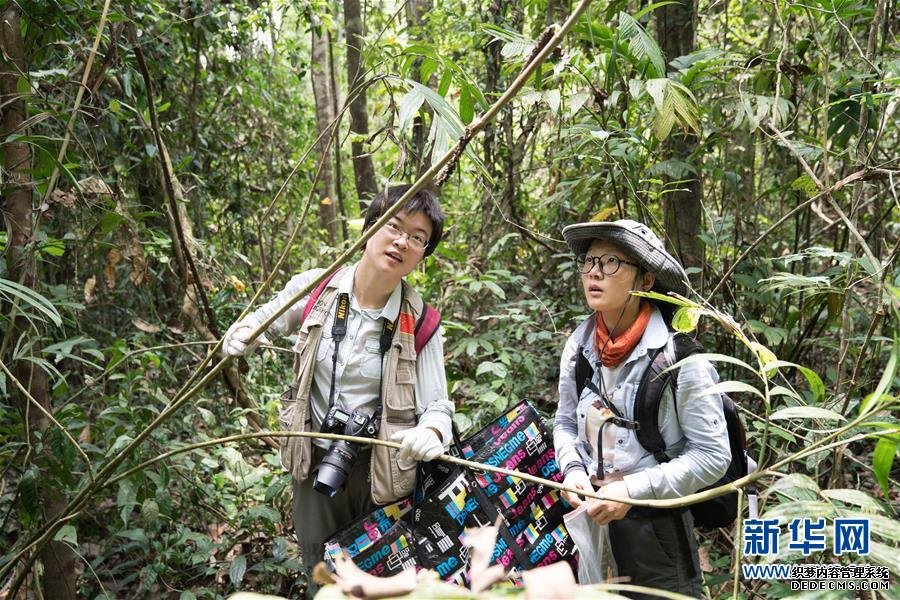 5月25日,在缅甸北部实皆省大麦地野生动物保护区,中缅联合科考队队员、中国科学院植物研究所研究助理张若鹏(左)和中缅联合科考队队员、中国科学院植物研究所研究助理王继旋采集植物标本。新华社记者 金立旺 摄