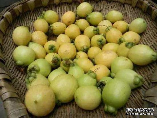 它被称为“维C之王”,果肉甜而多汁,30元一斤,只有少数人吃过