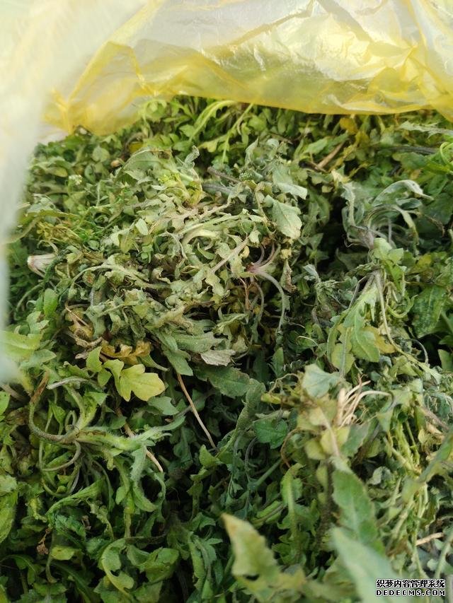 春分时节这菜要抓紧吃,再晚又得等1年,路边随处可见,营养丰富