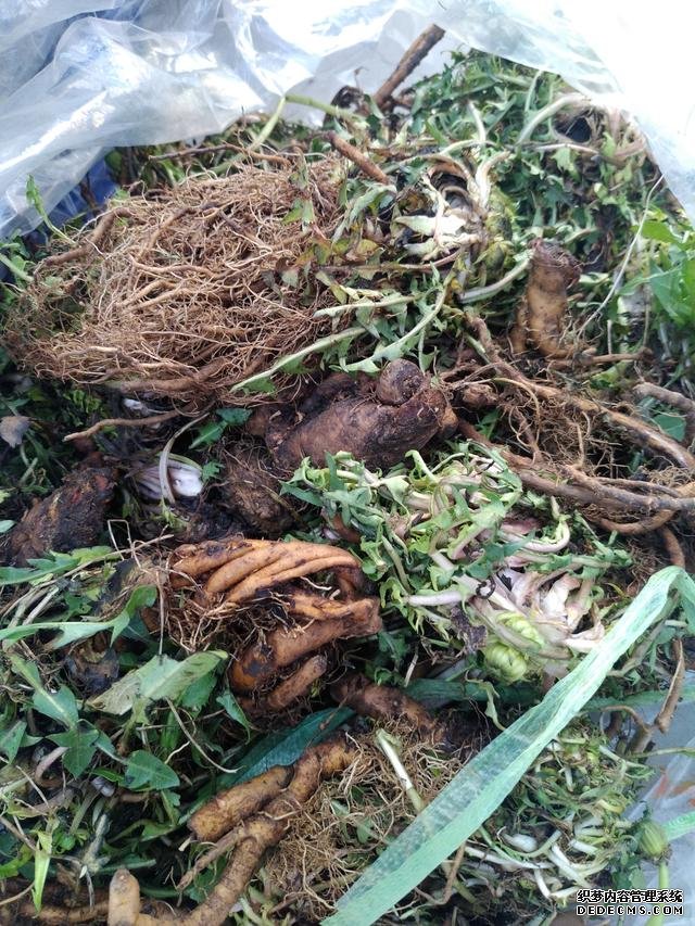 春分时节这菜要抓紧吃,再晚又得等1年,路边随处可见,营养丰富