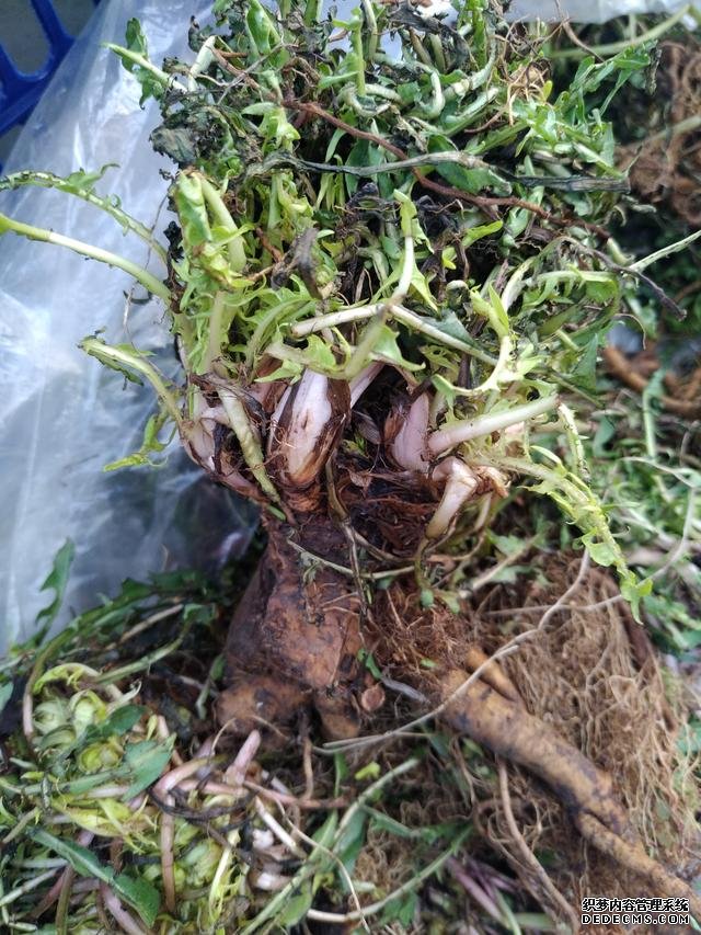 春分时节这菜要抓紧吃,再晚又得等1年,路边随处可见,营养丰富