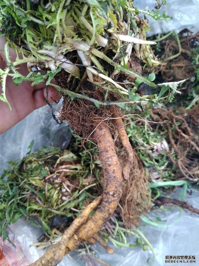 春分时节这菜要抓紧吃,再晚又得等1年,路边随处可见,营养丰富