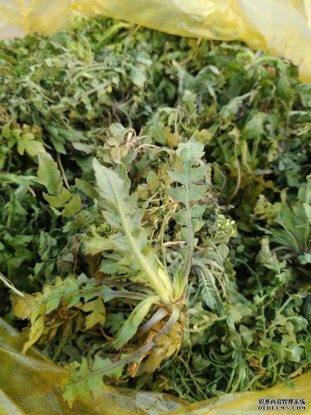春分时节这菜要抓紧吃,再晚又得等1年,路边随处可见,营养丰富