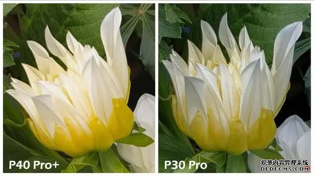 华为P40Pro+和华为P30Pro拍照对比:都是旗舰到底要不要升级?