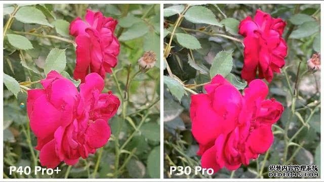 华为P40Pro+和华为P30Pro拍照对比:都是旗舰到底要不要升级?