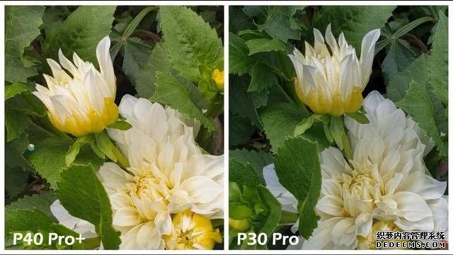 华为P40Pro+和华为P30Pro拍照对比:都是旗舰到底要不要升级?