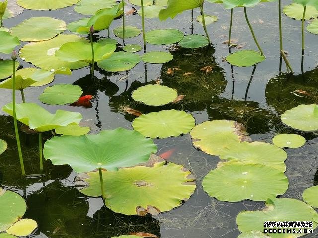 华为P40夏日实拍体验:色彩更加真实,低ISO下噪声更少