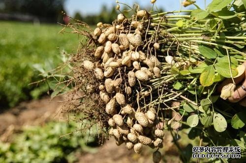 低调的“落花生”到底有什么用?这三种人常吃花生好处多多