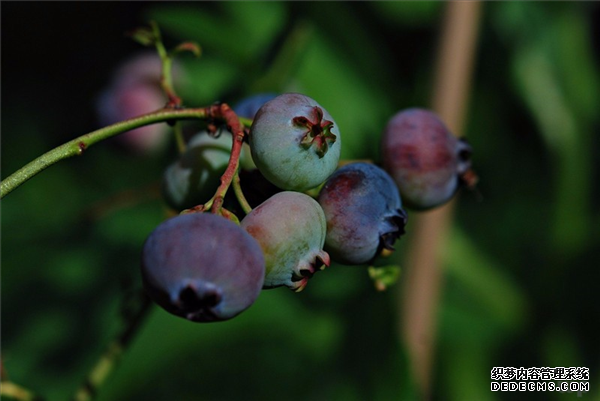 草莓、蓝莓、蔓越莓这几种营养水果你get了没，赶紧进来看看！