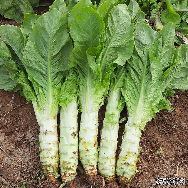 夏日消暑,尝尝这些苦味菜