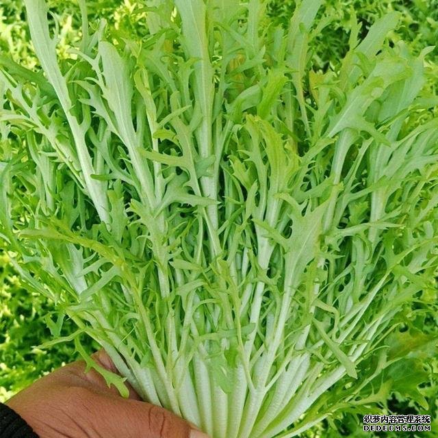 夏日消暑,尝尝这些苦味菜