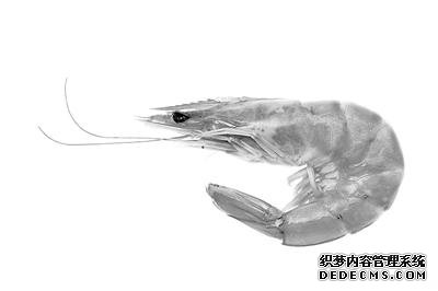 优质蛋白十佳食物排行榜 你爱吃哪几个?