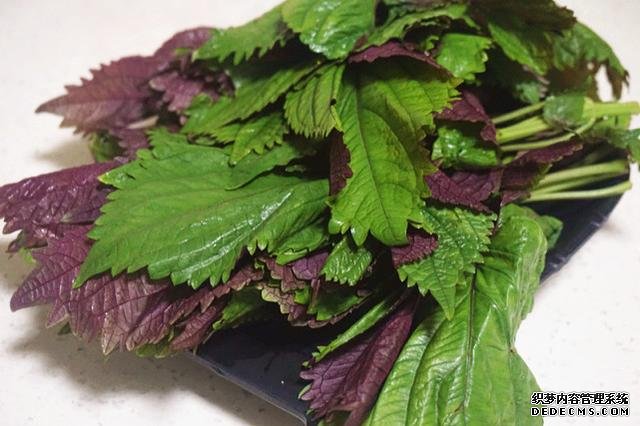 去胃寒,菜肴里加点儿紫苏叶最管用,就用这6道食谱增食欲健脾胃