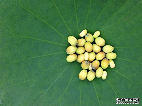 夏天的这种观赏性植物，是肥胖人士，高血压患者的食疗佳品