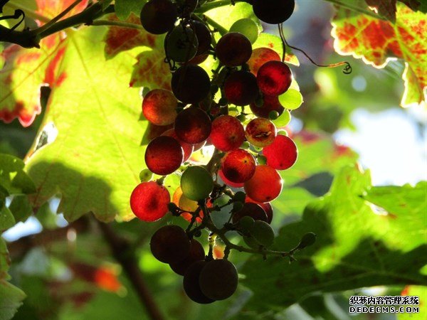 这个季节吃颜色不同的葡萄，功效也竟然也不一样