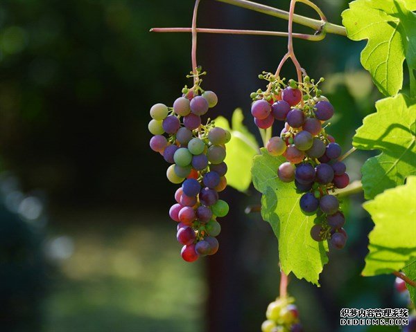 这个季节吃颜色不同的葡萄，功效也竟然也不一样