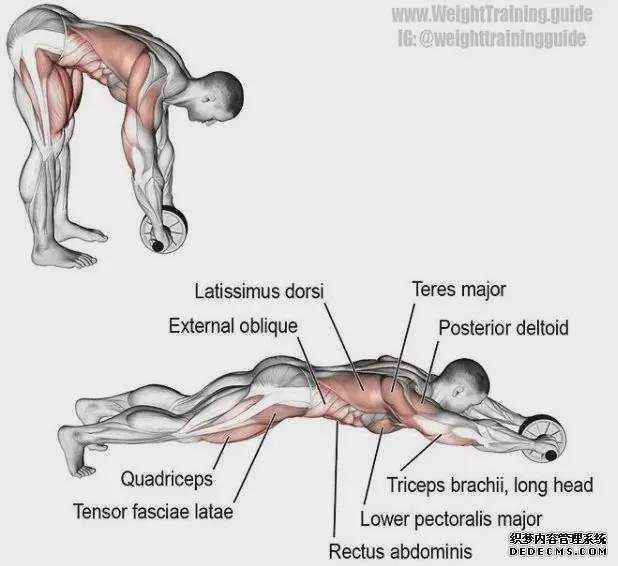 史上最全肌肉训练图解，告别瞎练从此健身不求人！