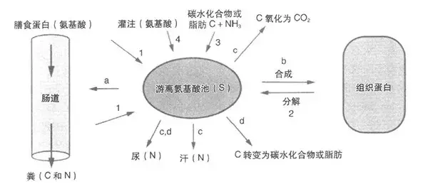 氮平衡一个不陌生的健身词,增肌进入了什么状态?