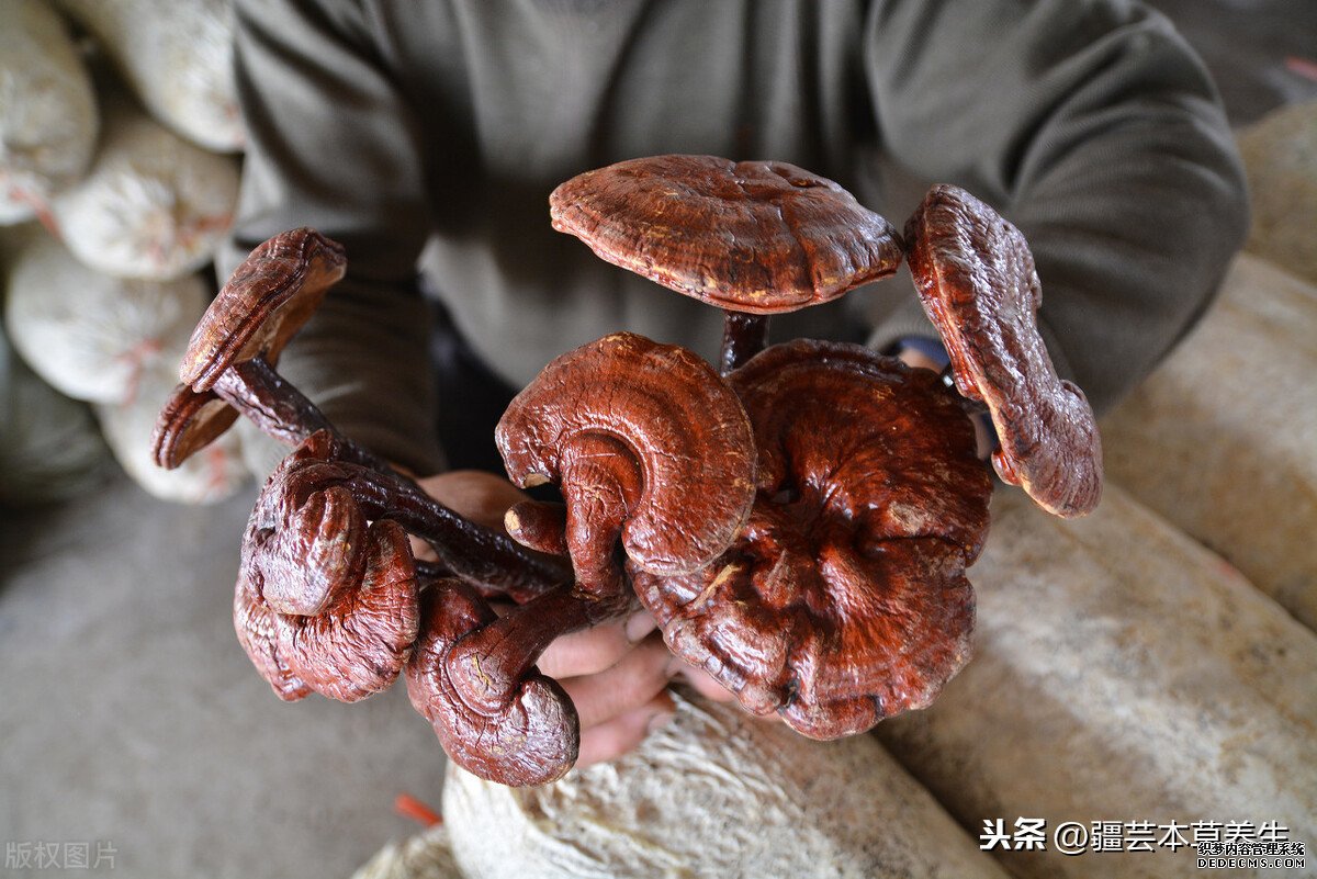身体虚弱能长期和鹿角灵芝草泡水吗?鹿角灵芝有啥禁忌?