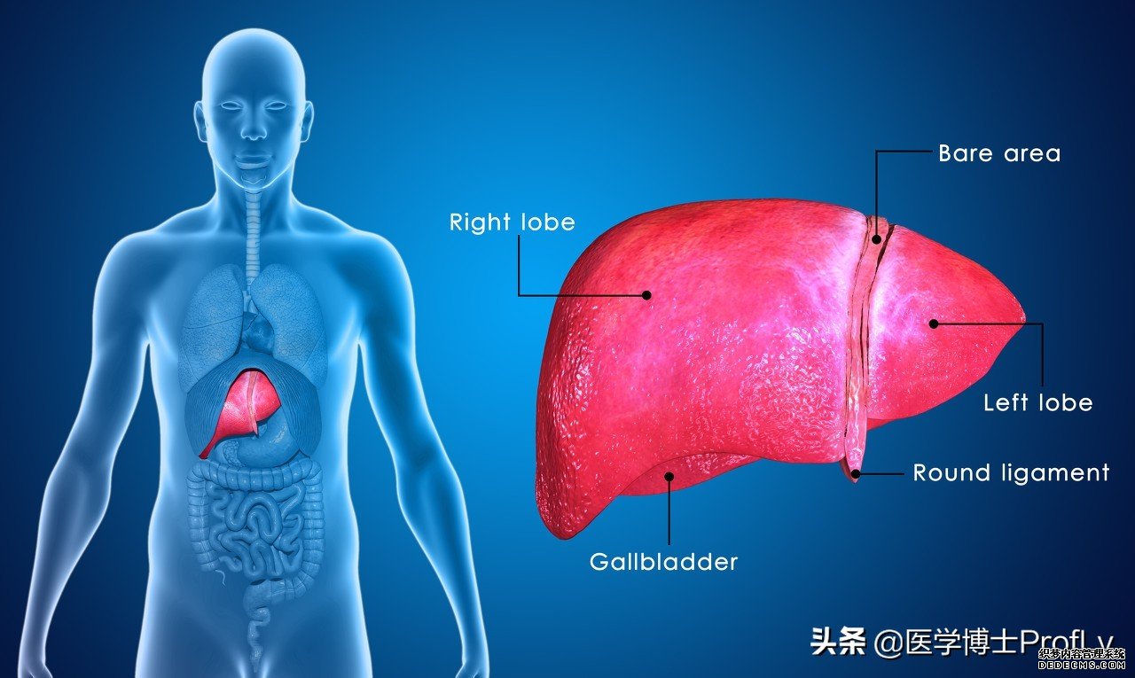 4个表现一出现,表明肝不好了,四类食物多吃无益,还是戒掉为好