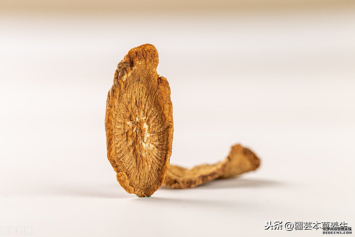 牛蒡根泡茶味道如何?制作一杯清热解毒牛蒡菊花茶