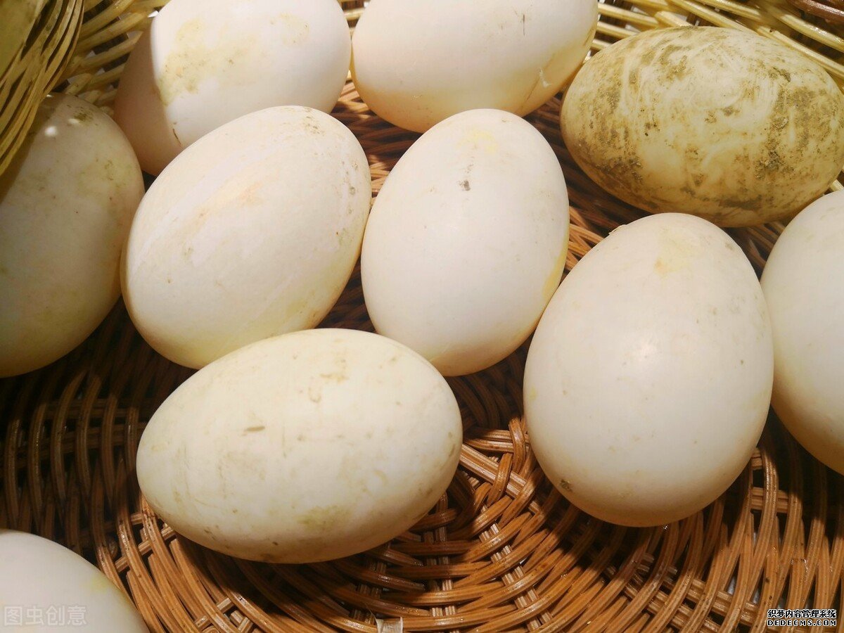 为什么鹅肉常见，但是鹅蛋却很少见？鹅蛋的营养价值如何？
