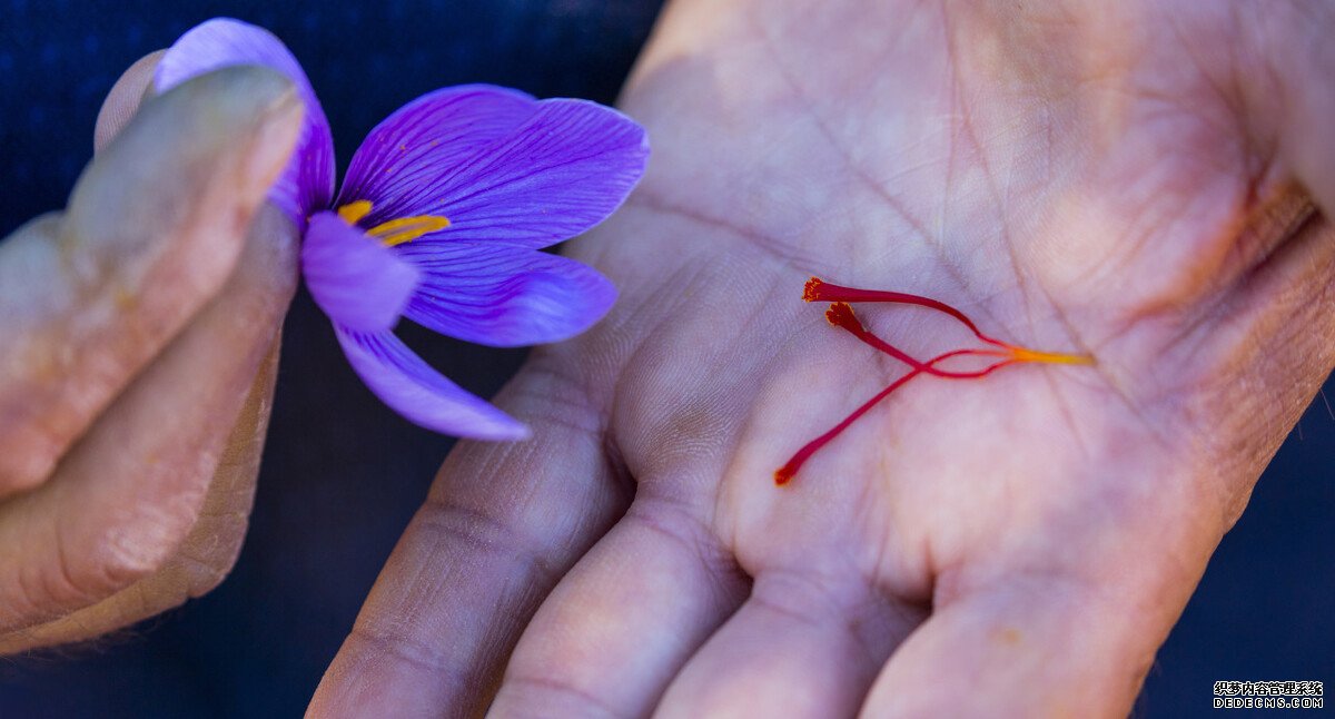 知识科普:藏红花泡脚?做梦!你知道藏红花为什么赛黄金吗