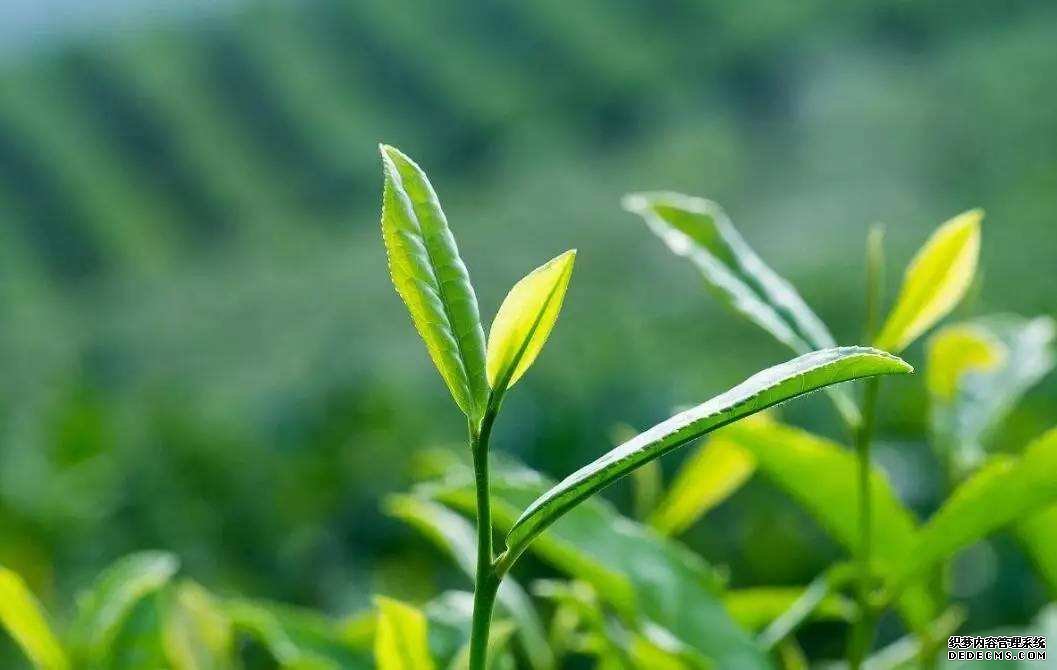 枸杞搭配有讲究,4种食物不宜与枸杞搭配食用,你的搭配正确吗?